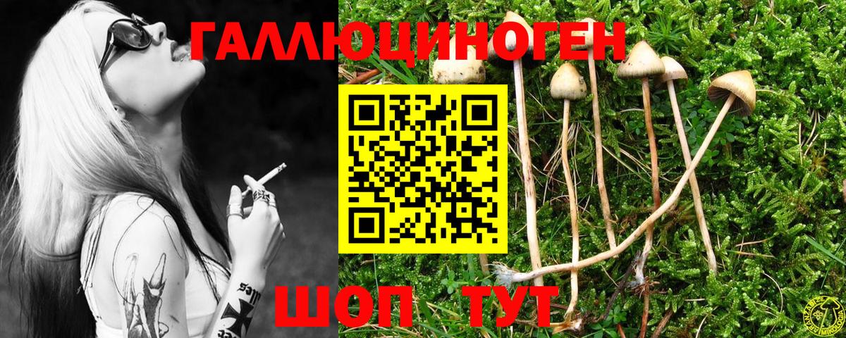 Коммунар  Галлюциногенные грибы Psilocybine cubensis  Псилоцибиновые грибы Magic Shrooms  Вход с VPN 